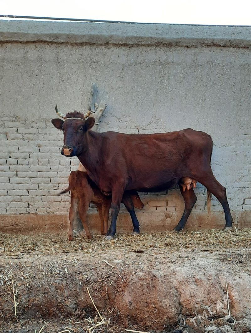 ATYALAK BEYIK GOLELI SYGYR - Кёнеургенч - img 3