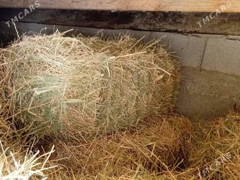 bede - Bagyr - img 2