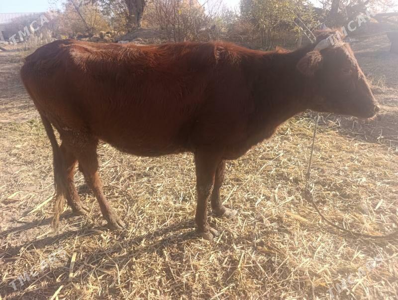 Samiz unajynlar - Dänew - img 3