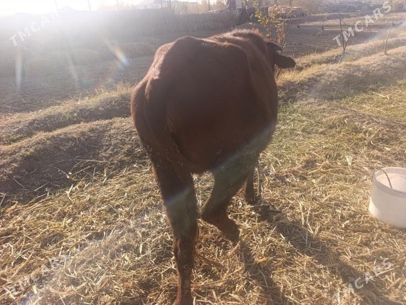 Samiz unajynlar - Dänew - img 4