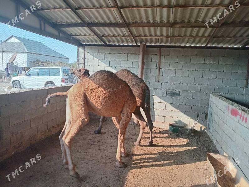 ogsyk - Bereket - img 2