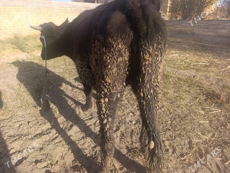 Samiz unajynlar - Dänew - img 2