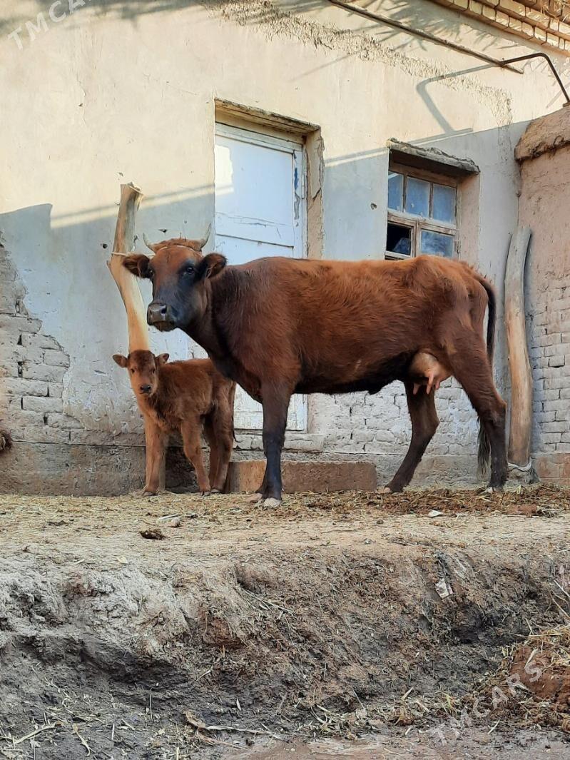 ÝASAJYK GOLELI SYGYR - Köneürgenç - img 2