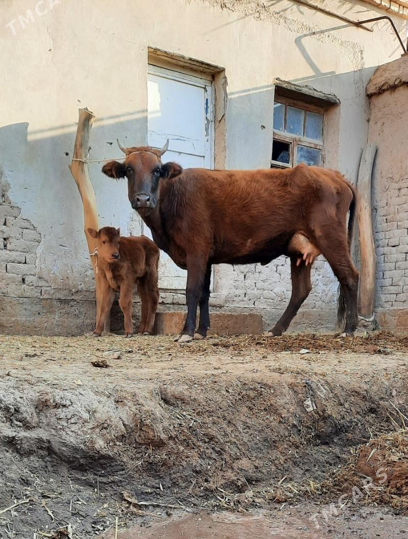 ÝASAJYK GOLELI SYGYR - Köneürgenç - img 3