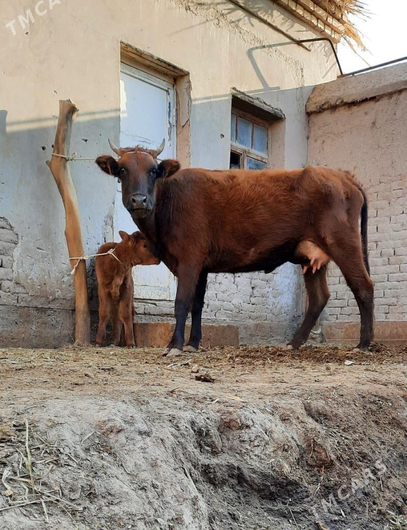 ÝASAJYK GOLELI SYGYR - Köneürgenç - img 1