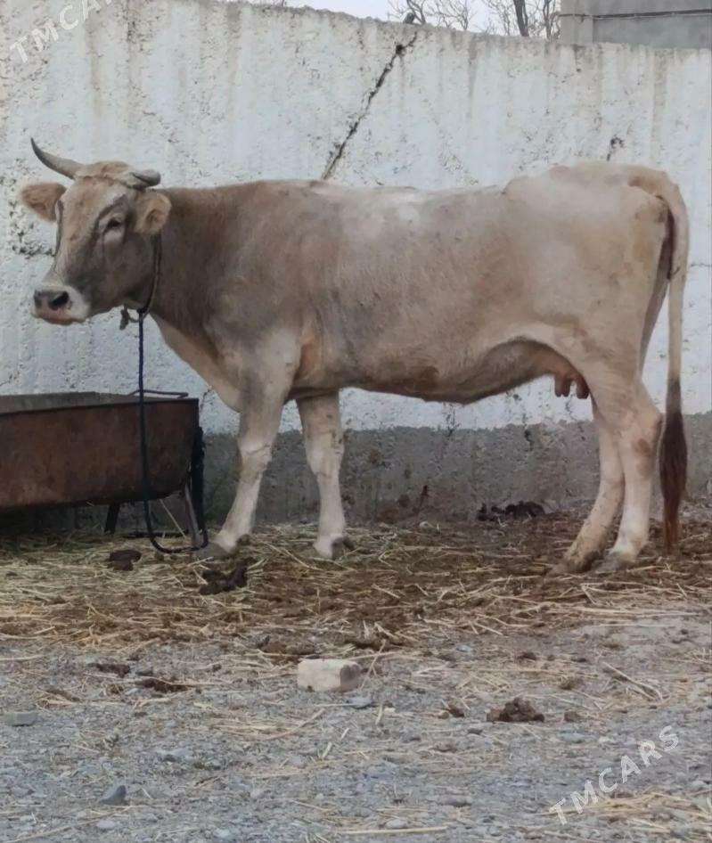 Bogaz Sygyr - Гёкдепе - img 4