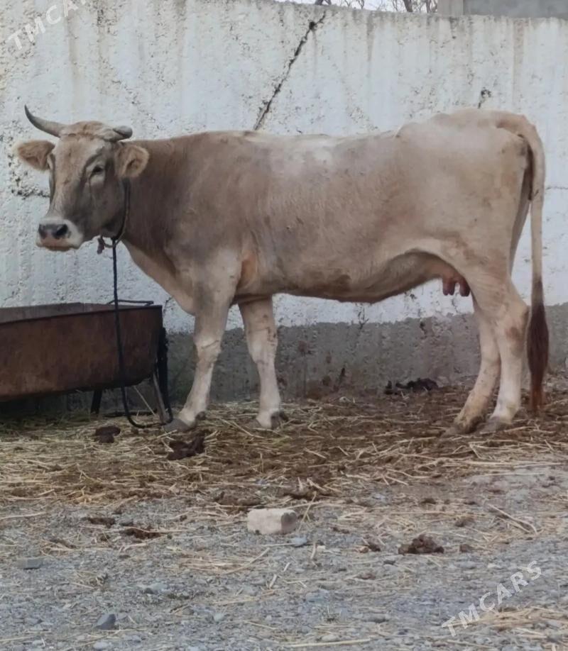 Bogaz Sygyr - Гёкдепе - img 1