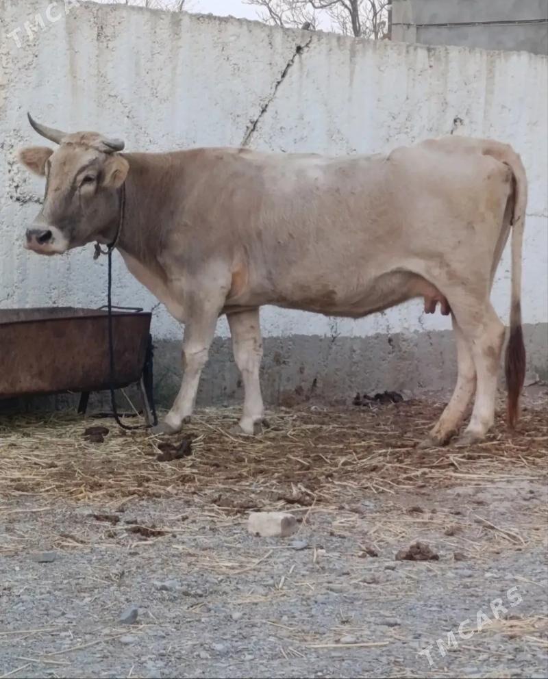 Bogaz Sygyr - Гёкдепе - img 2