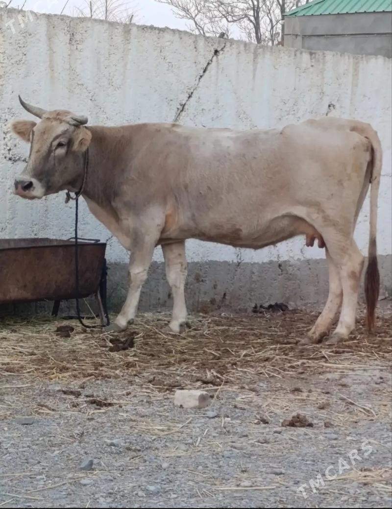 Bogaz Sygyr - Гёкдепе - img 3