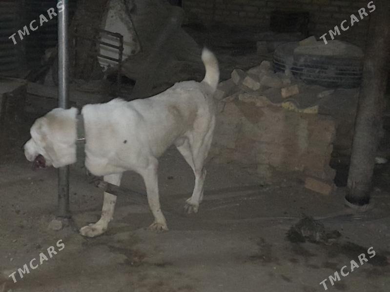 Akguş - Байрамали - img 2