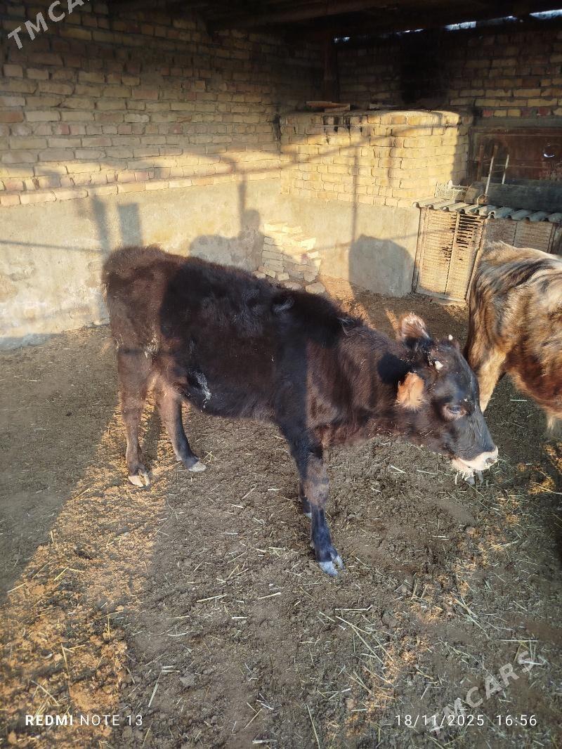 düýe - Bereket - img 2