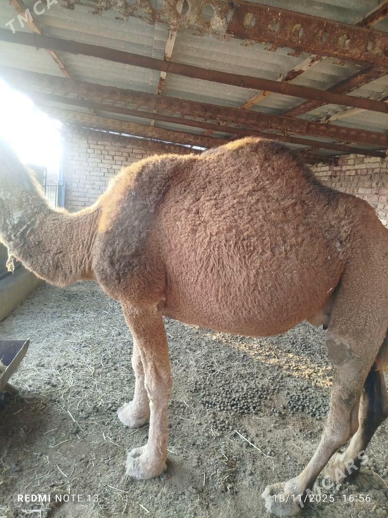 düýe - Bereket - img 1