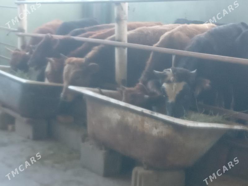 7.okiz - Бузмеин - img 2