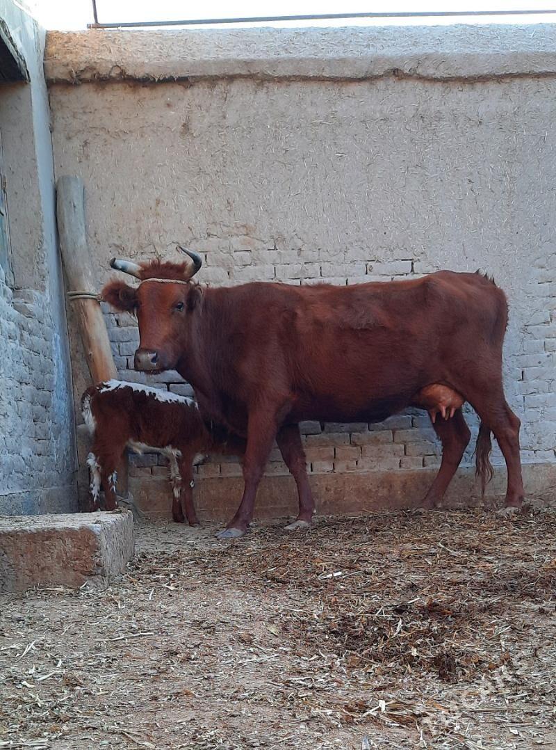 SÜÝIDI GOYY GOLELI SYGYR - Köneürgenç - img 4