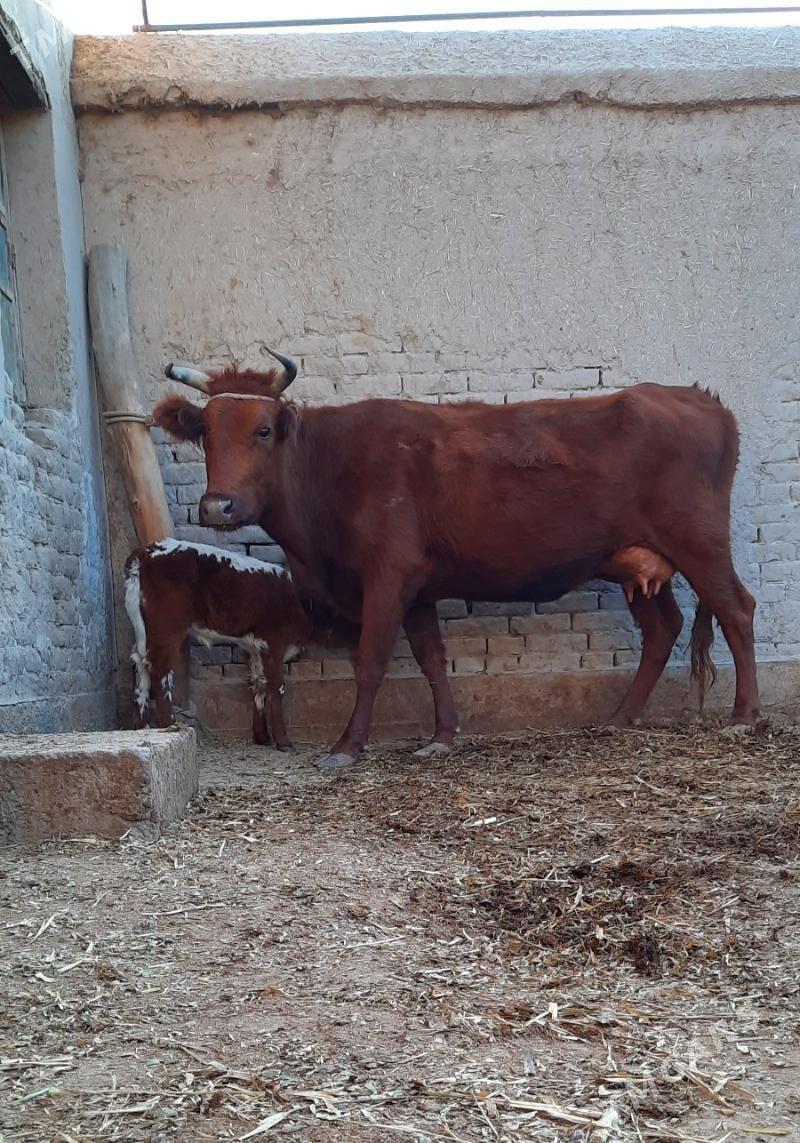 SÜÝIDI GOYY GOLELI SYGYR - Köneürgenç - img 2