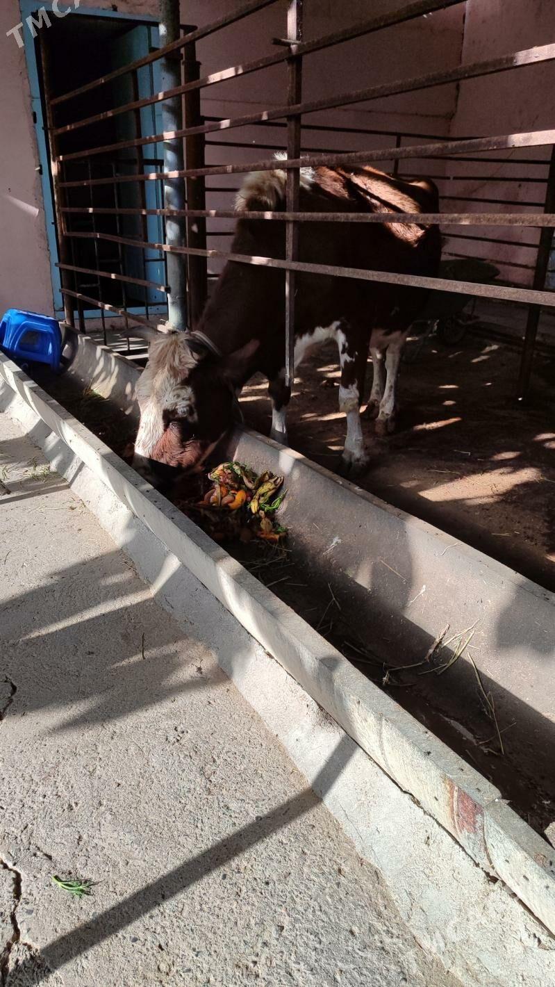 Gibrid goleli sygyr - Aşgabat - img 5