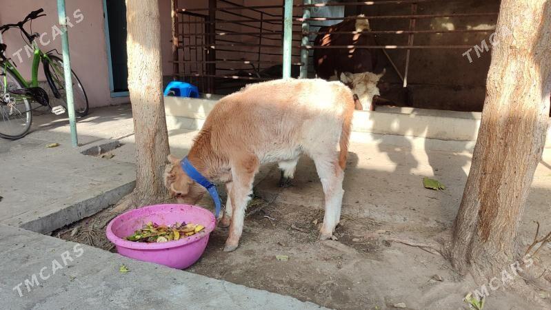 Gibrid goleli sygyr - Aşgabat - img 7