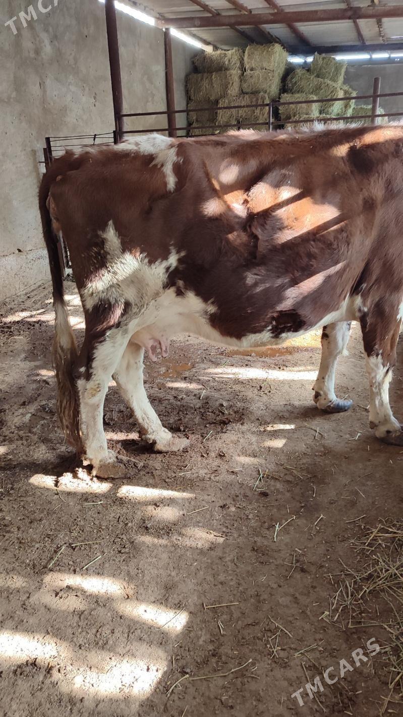 Gibrid goleli sygyr - Aşgabat - img 3