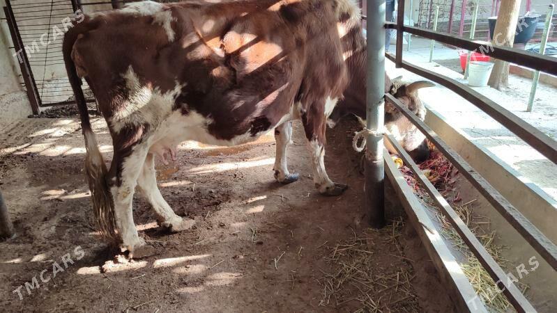 Gibrid goleli sygyr - Aşgabat - img 2