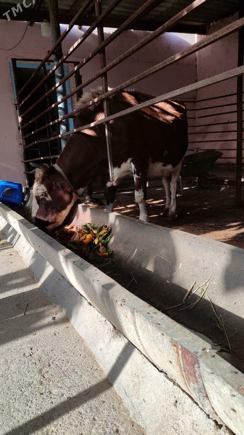 Gibrid goleli sygyr - Aşgabat - img 4