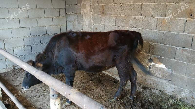 tuwe okuz - Ашхабад - img 3