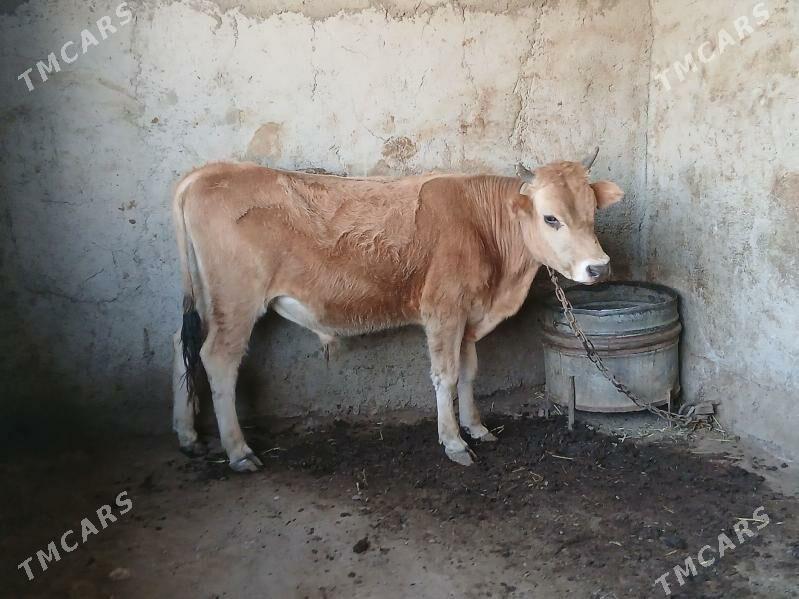 ökuz - Гызыларбат - img 2