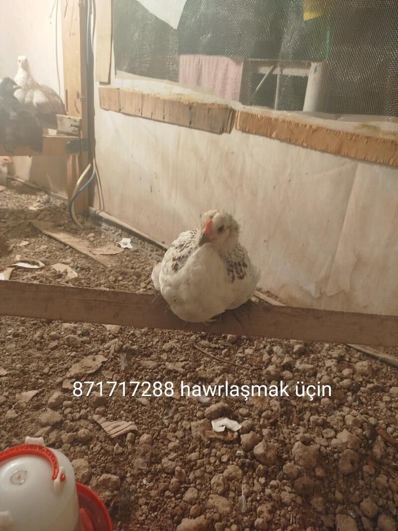 jüje - Ашхабад - img 8