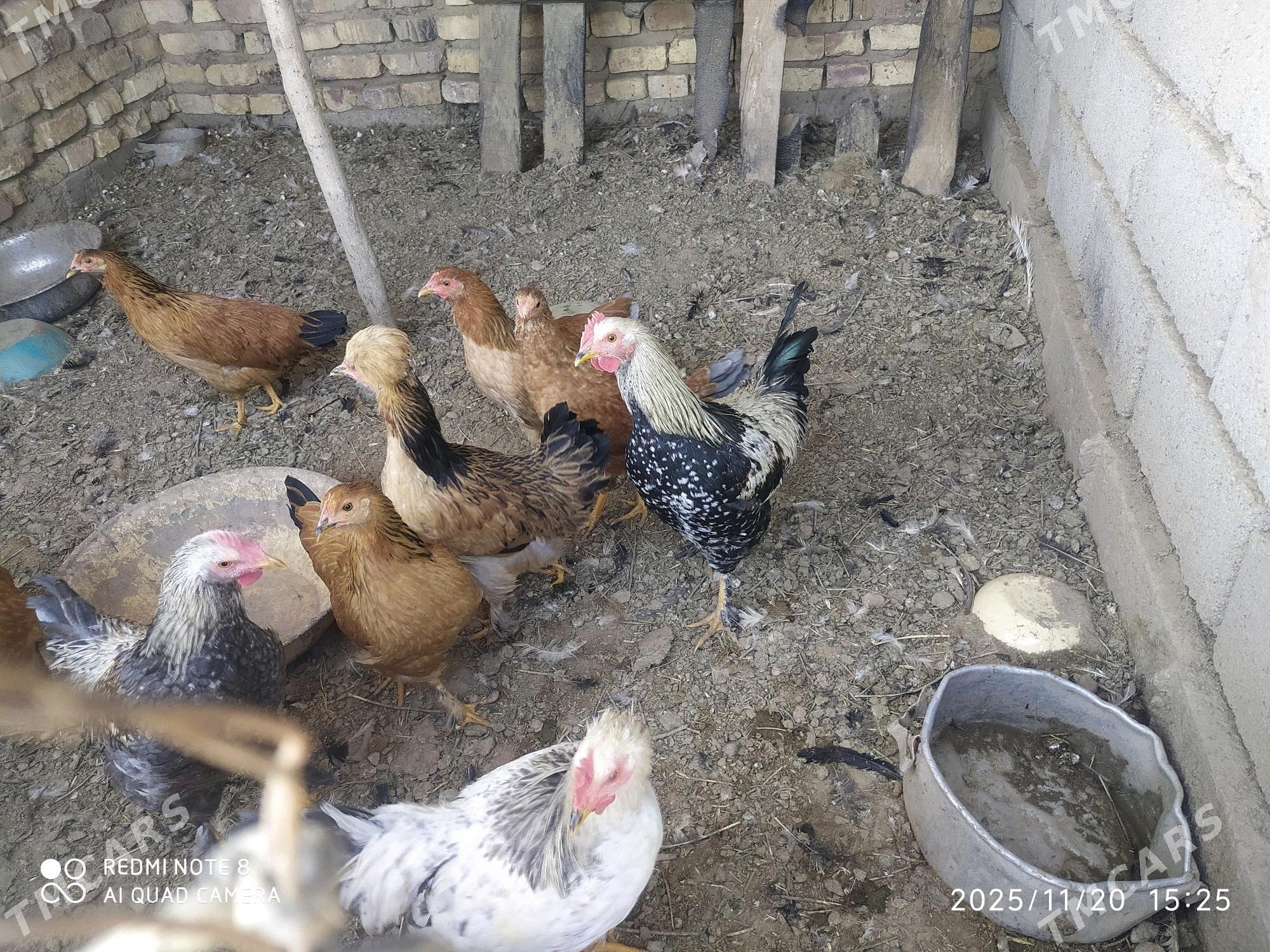 Towuk Horoz - Серахс - img 3