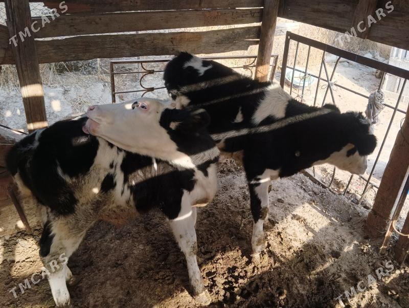 okuz iksany - Бузмеин - img 2