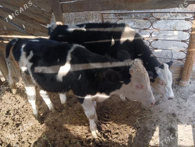 okuz iksany - Бузмеин - img 4