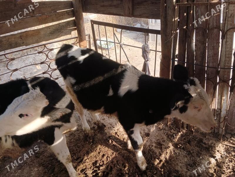 okuz iksany - Бузмеин - img 3