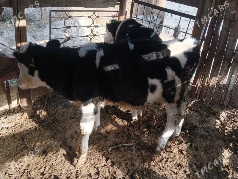 okuz iksany - Бузмеин - img 5