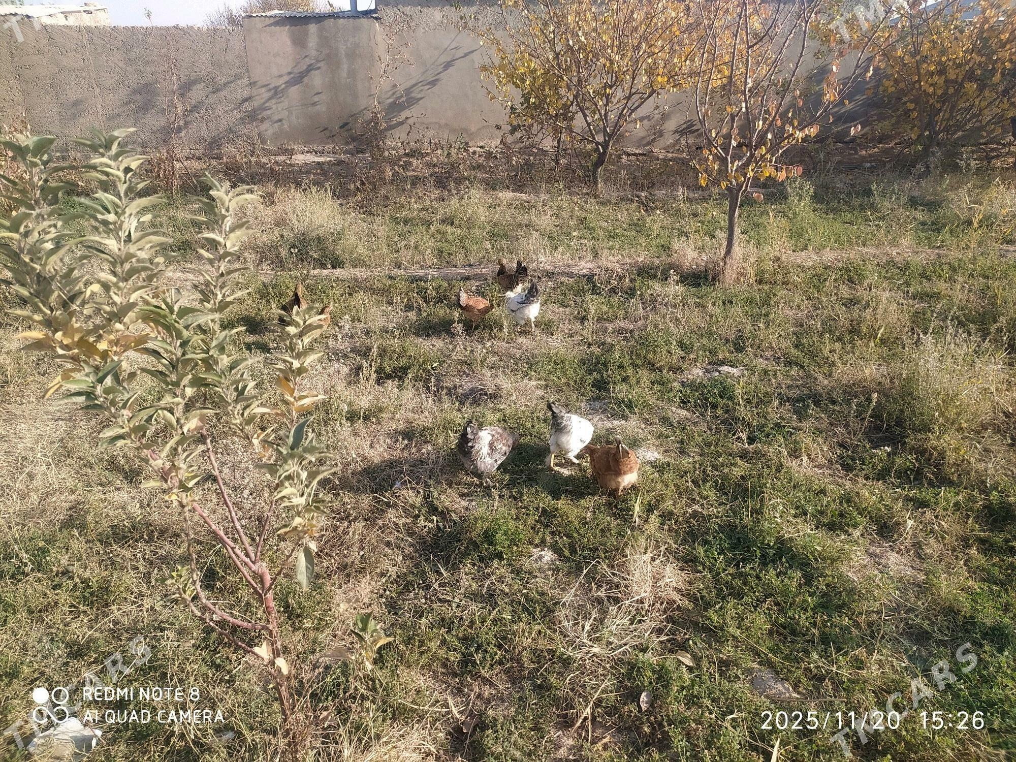 Towuk Horoz - Серахс - img 5