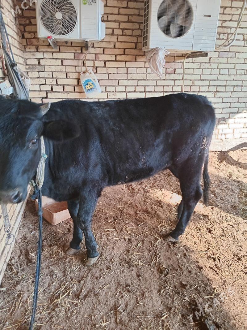 gulajyn - Векильбазар - img 2