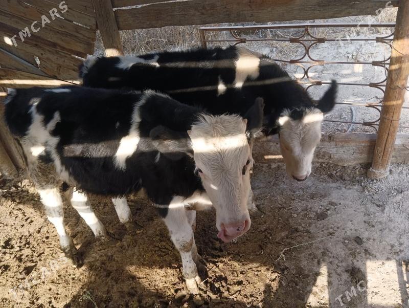 okuz iksany - Бузмеин - img 6