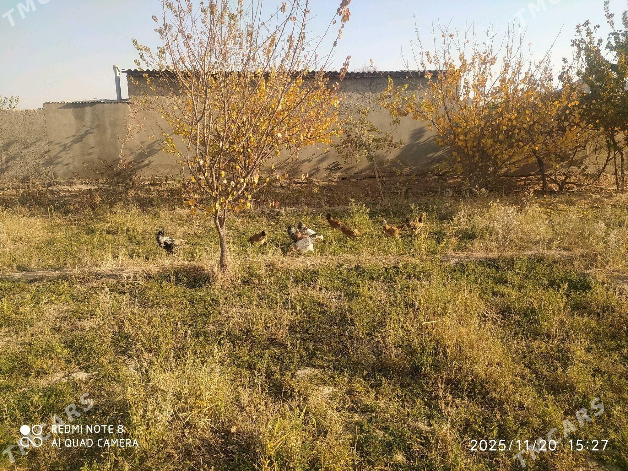 Towuk Horoz - Серахс - img 6