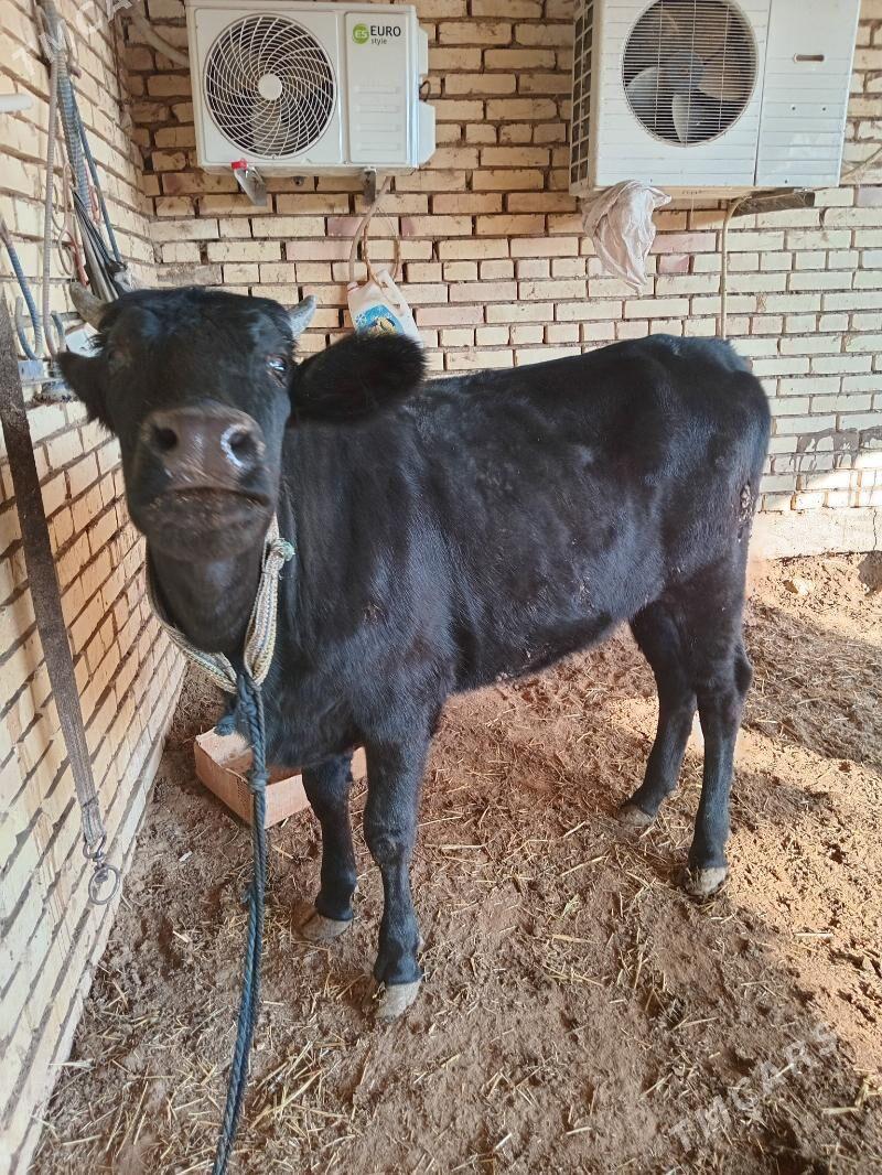 gulajyn - Векильбазар - img 1