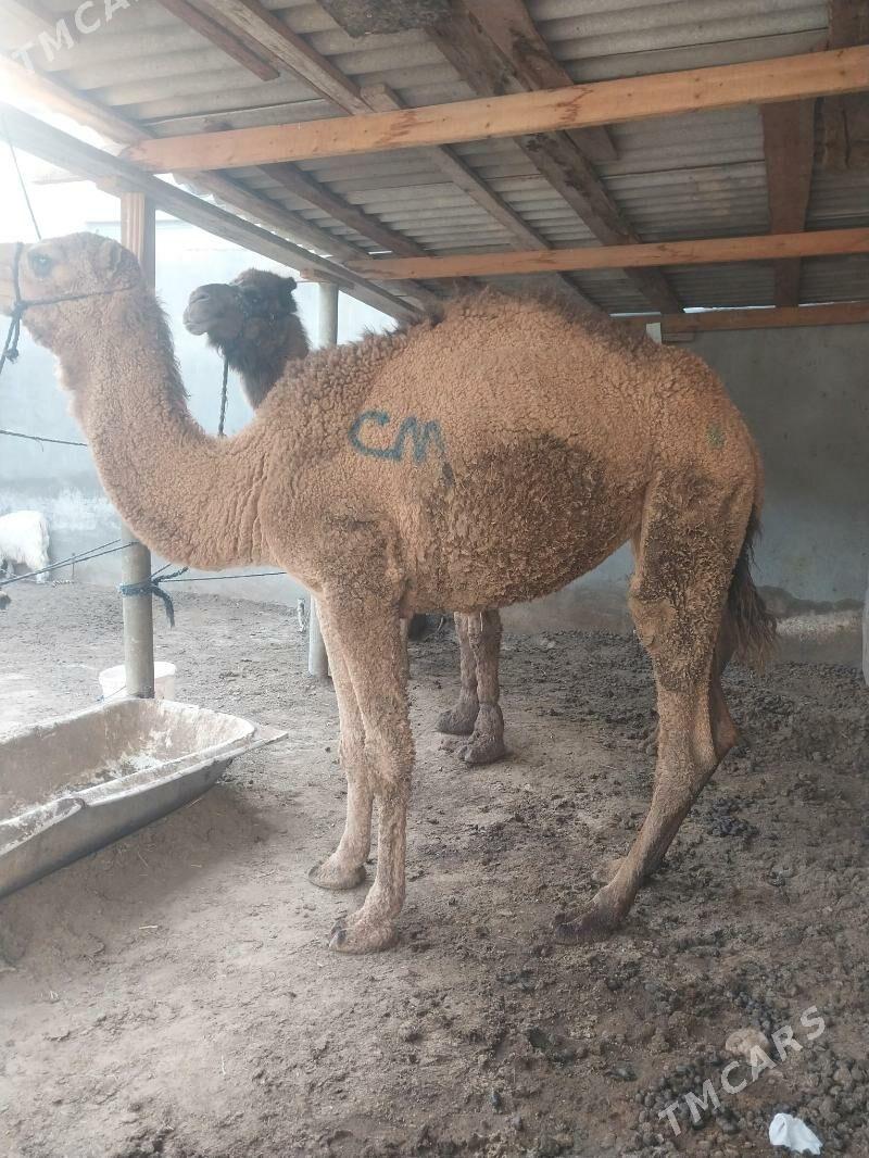 duye - Çoganly - img 5