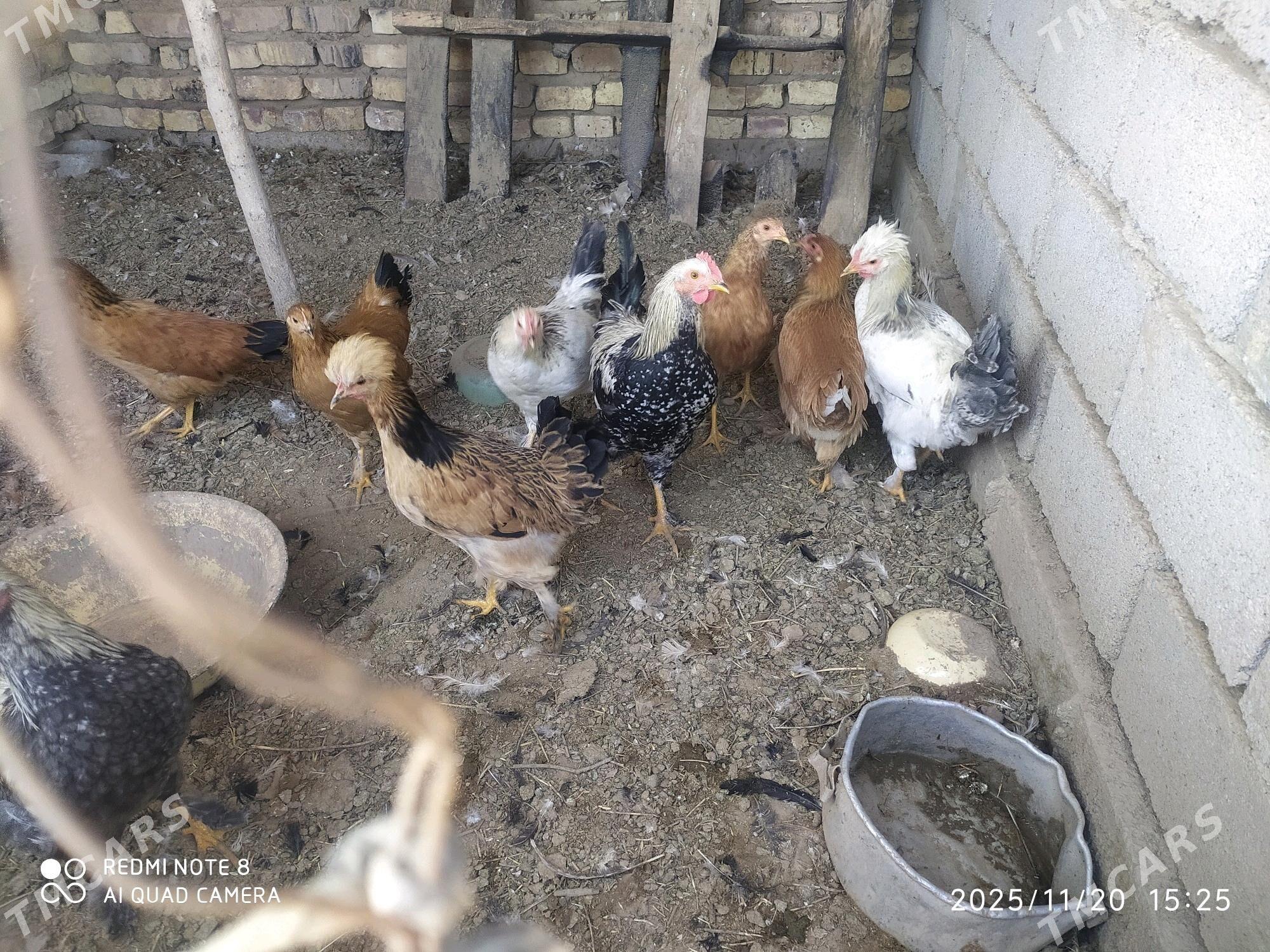 Towuk Horoz - Серахс - img 4