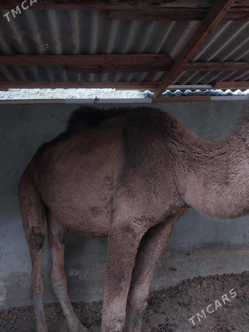 duye - Çoganly - img 2