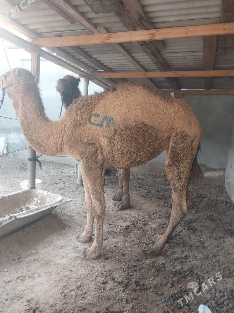 duye - Çoganly - img 4