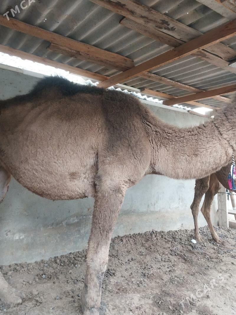 duye - Çoganly - img 3