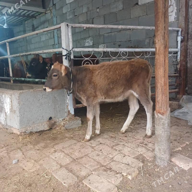 GOLE - Бузмеин - img 2