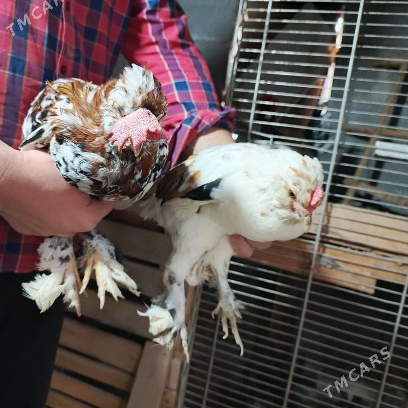 karlyk horaz mâki - Гарадамак - img 4