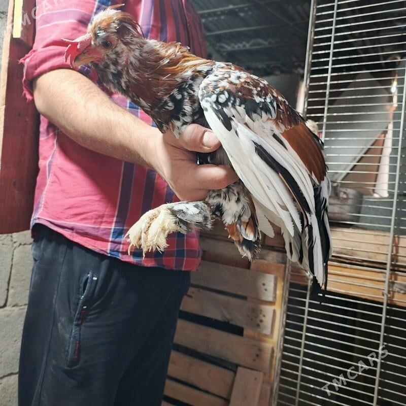 karlyk horaz mâki - Гарадамак - img 3