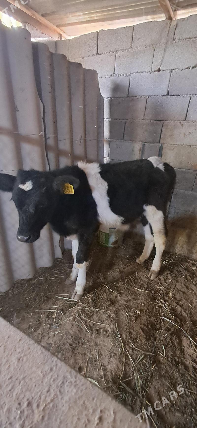 Okuz - Кипджак - img 3