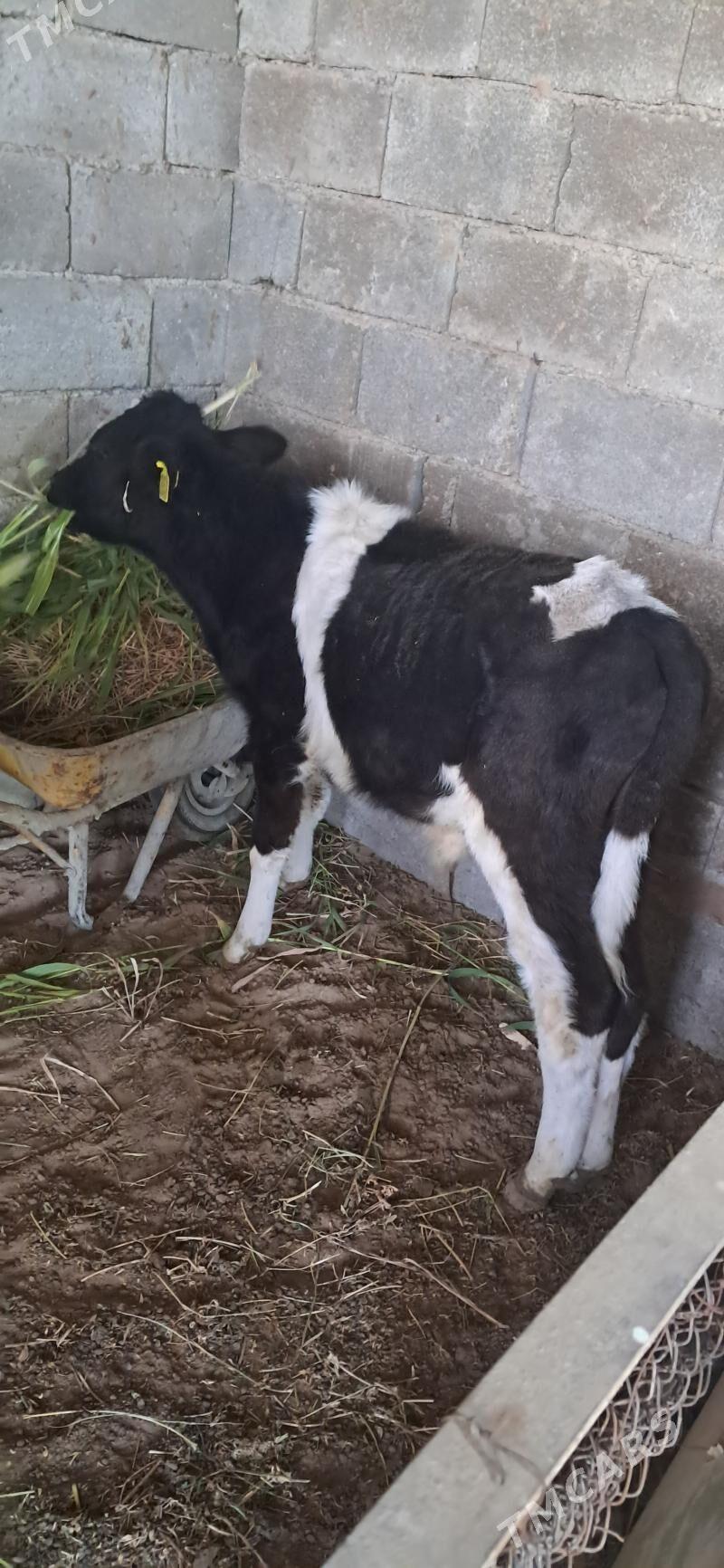 Okuz - Кипджак - img 4