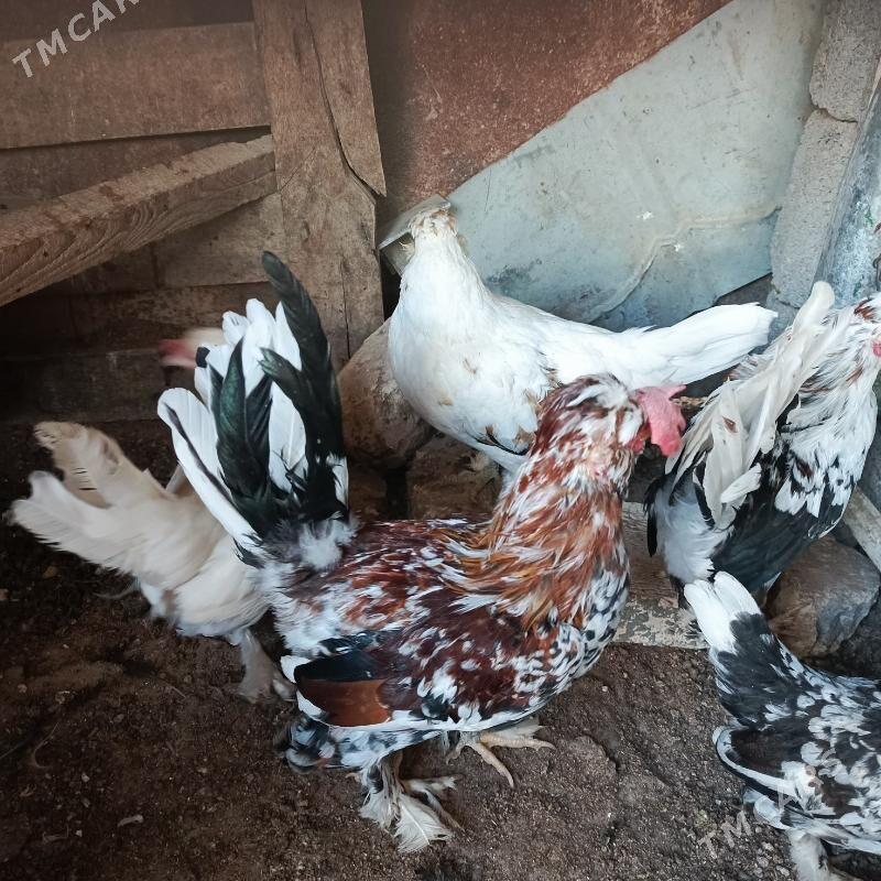 karlyk horaz mâki - Гарадамак - img 6