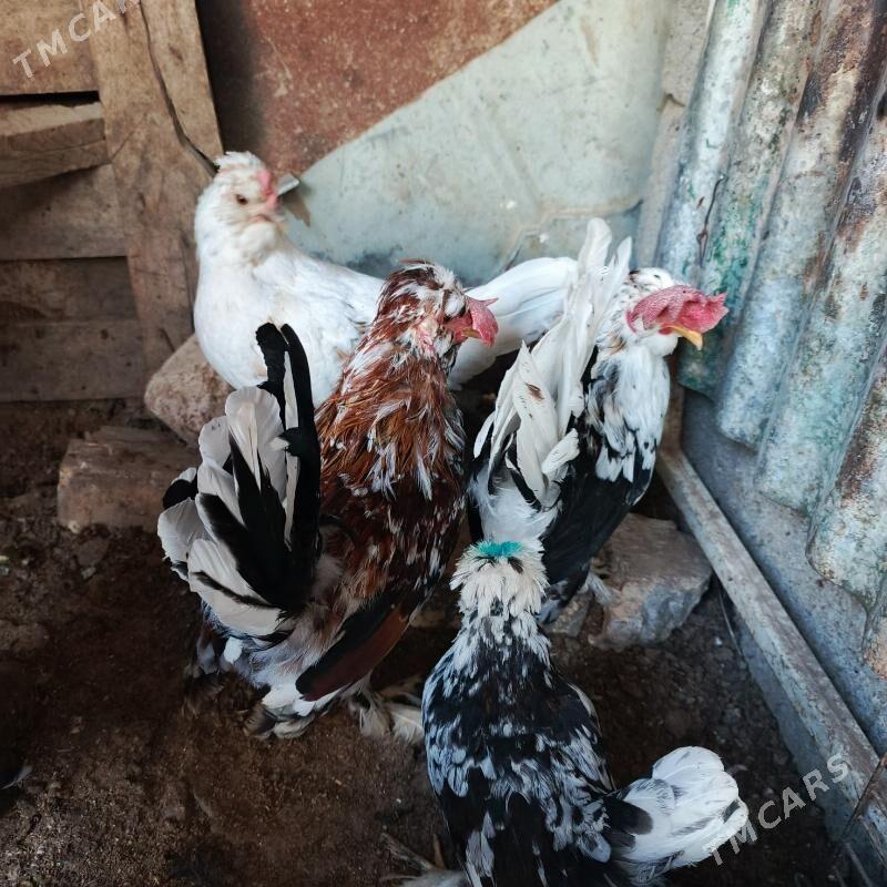 karlyk horaz mâki - Гарадамак - img 8