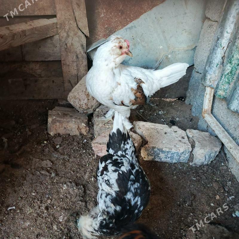 karlyk horaz mâki - Гарадамак - img 2